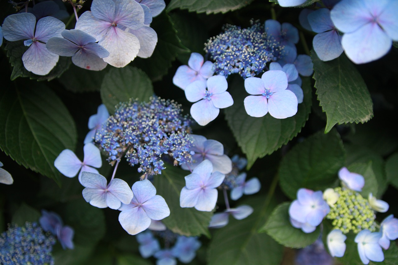 hydrangea  plant  flowers free photo