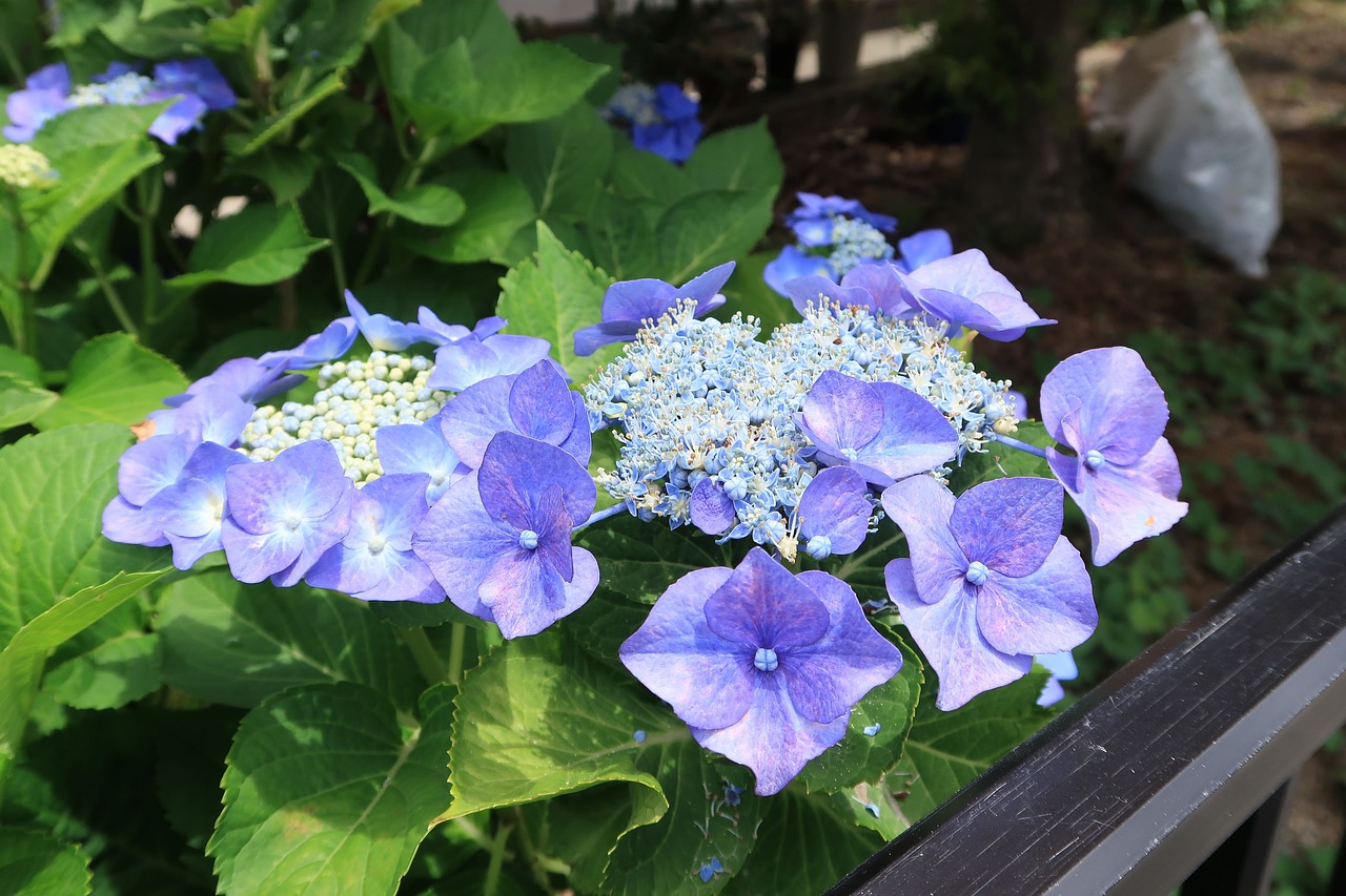 hydrangea  blue-violet  summer free photo