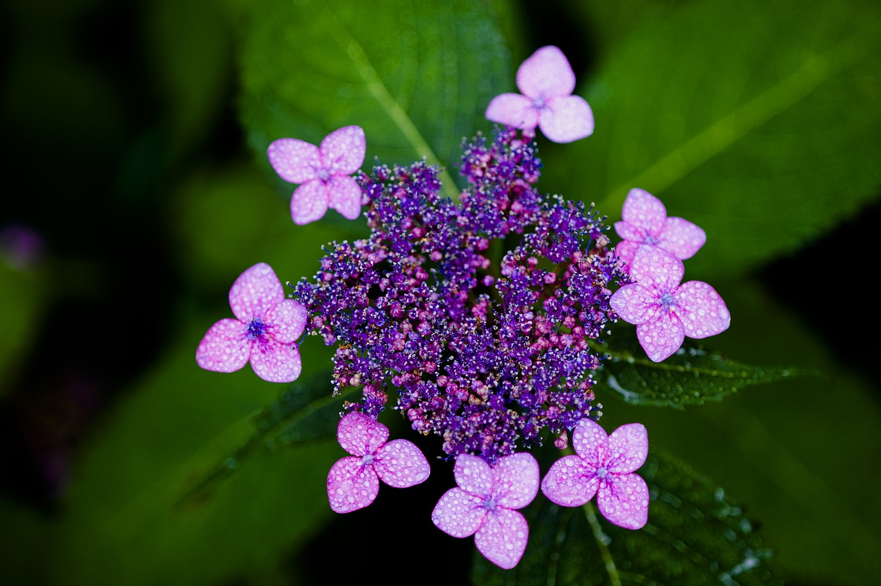 hydrangea  halla united states  purple free photo