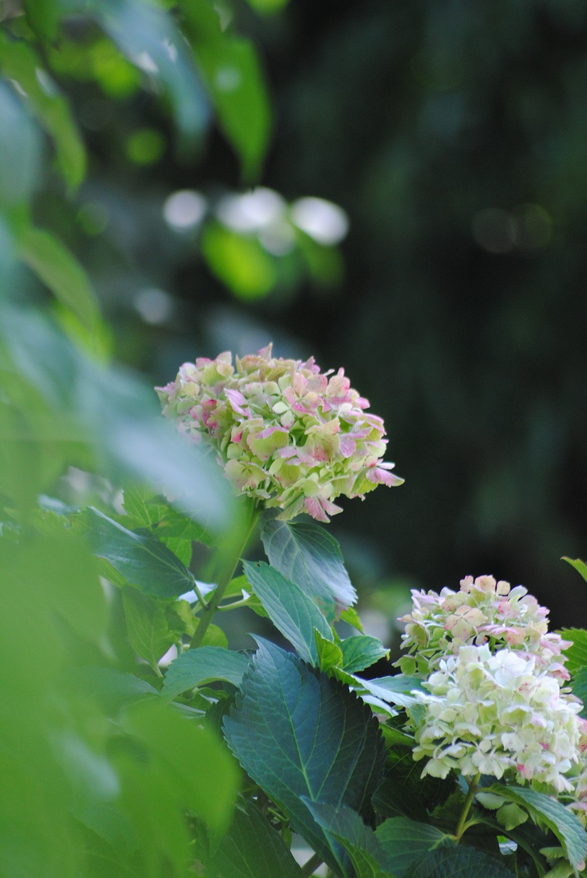 hydrangea  garden  green free photo