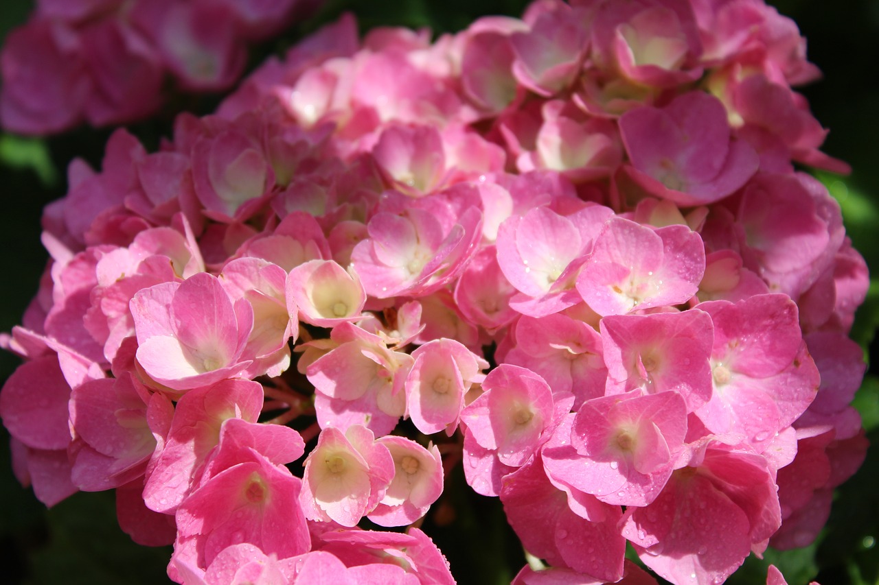 hydrangea  flower  blossom free photo