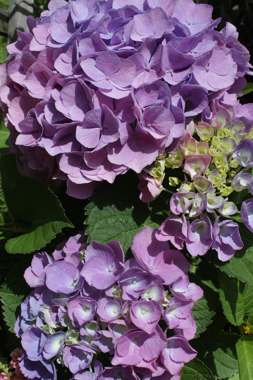 hydrangea  flower  blue flower free photo