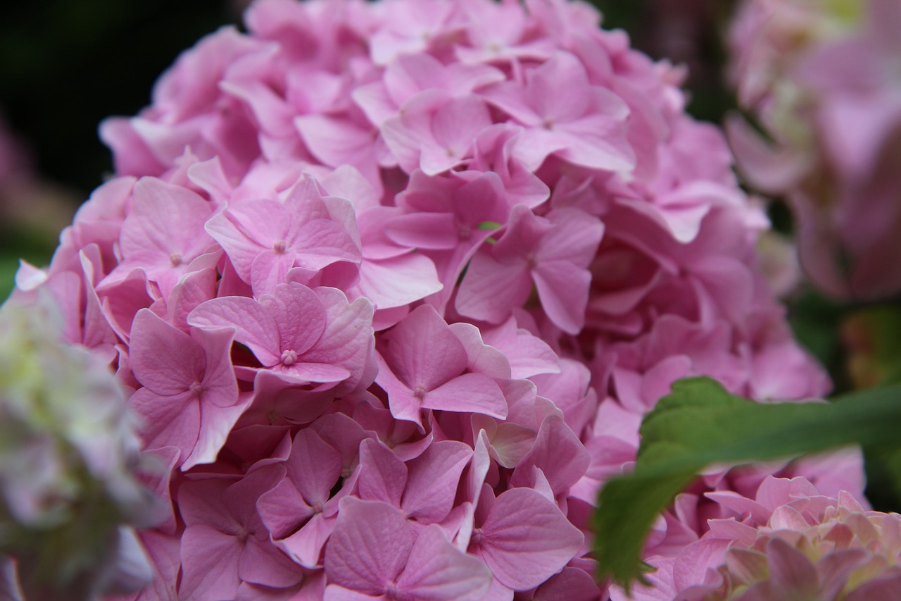 hydrangea  pink hydrangea  flowering free photo