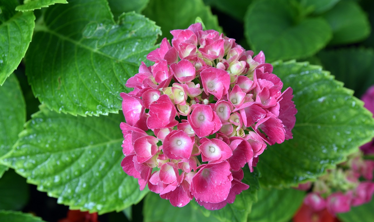 hydrangea  blossom  bloom free photo