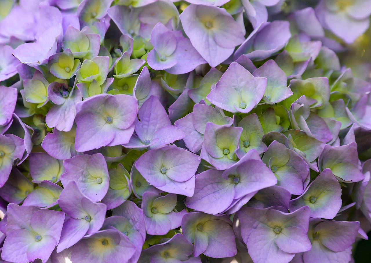 hydrangea  purple flower  petal free photo