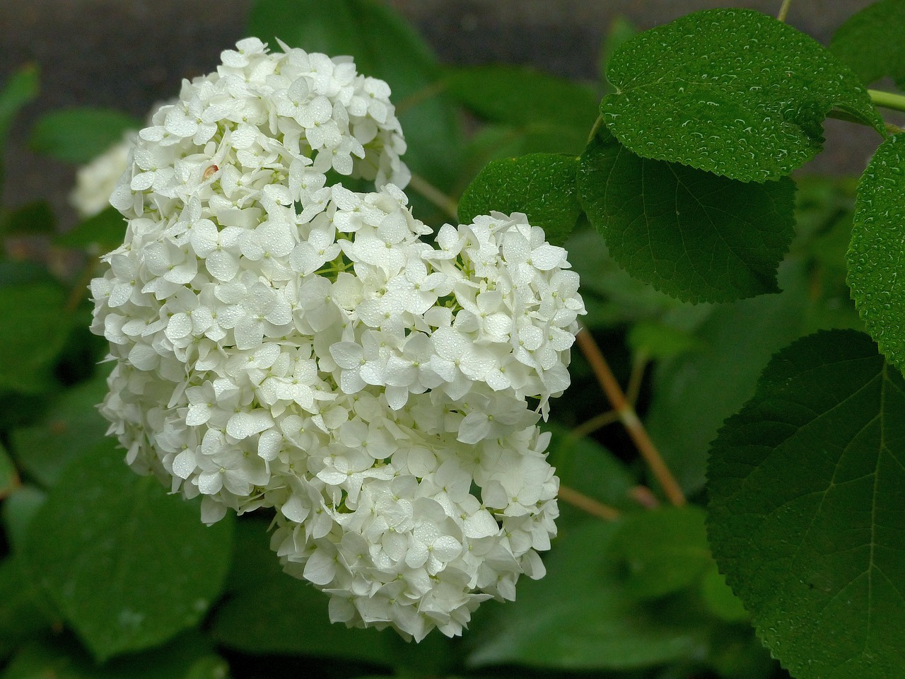 hydrangea  flower  drops free photo