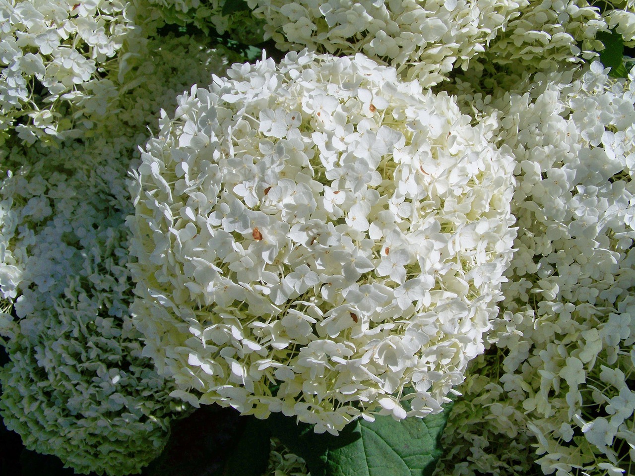 hydrangea  white flower  garden free photo
