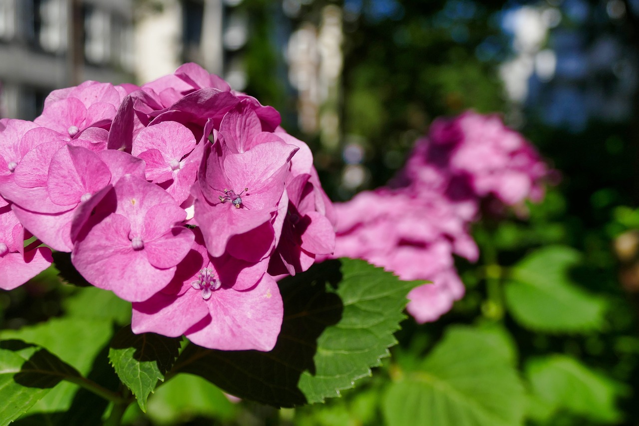 hydrangea  pink  blossom free photo