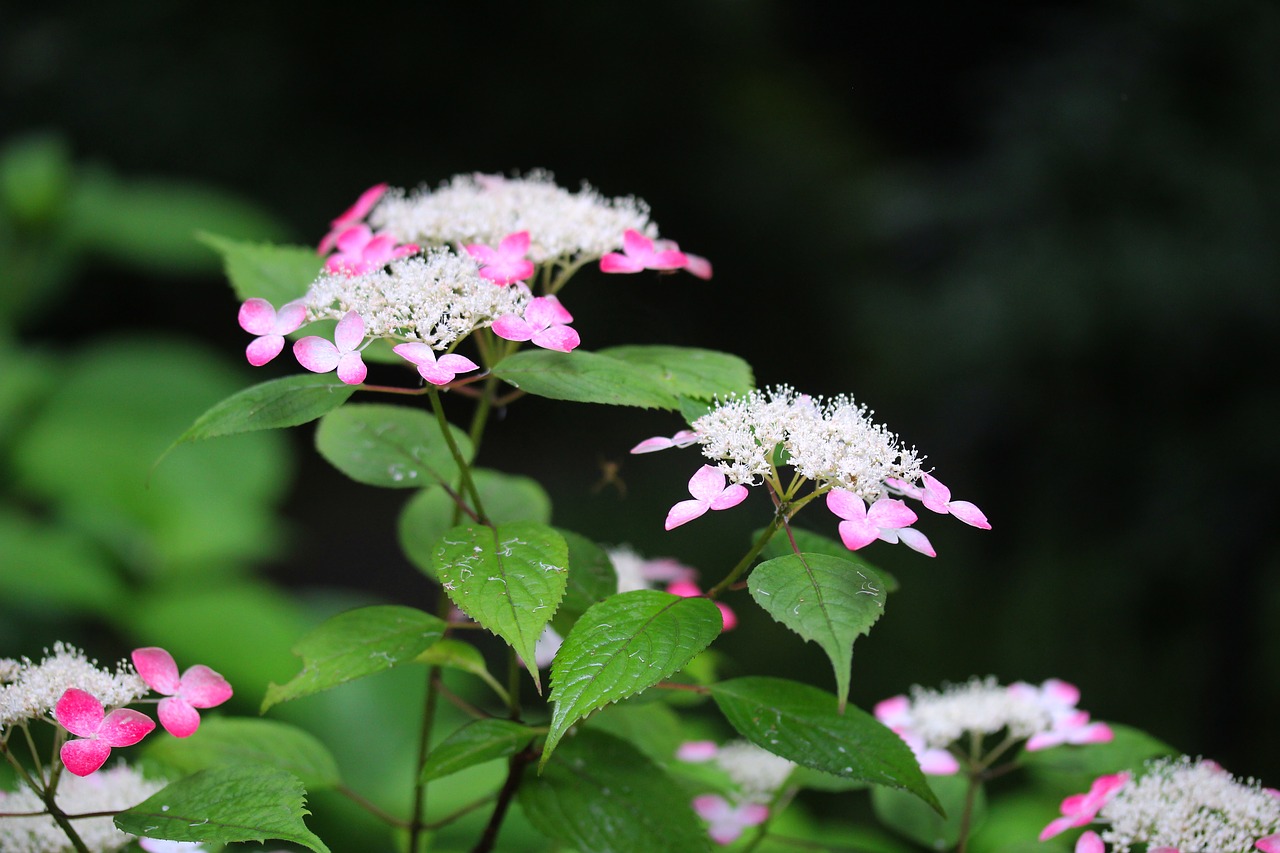 hydrangea  flowers  hydrangea flowers free photo