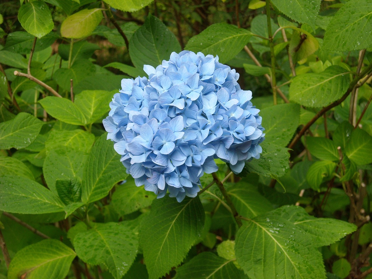 hydrangea  blue  alpine garden free photo