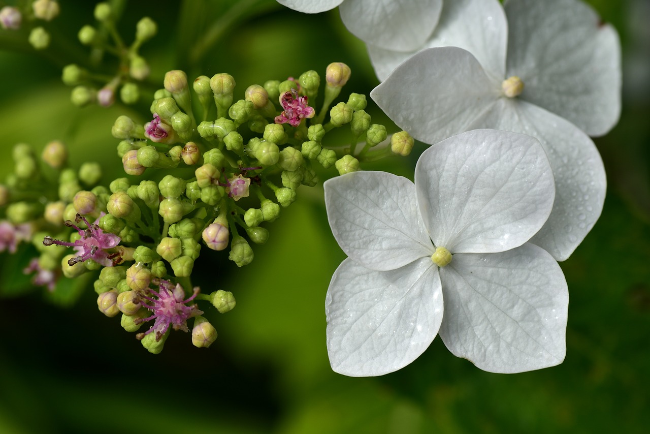 hydrangea  close up  blossom free photo