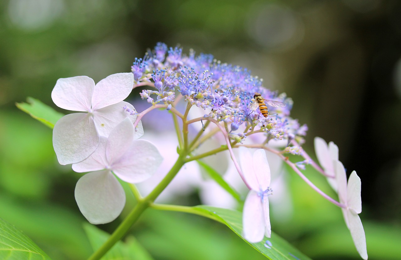 hydrangea  mountain hydrangea  山紫陽花 free photo