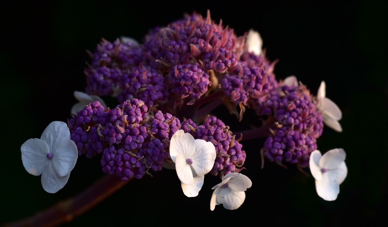 hydrangea  purple  blossom free photo
