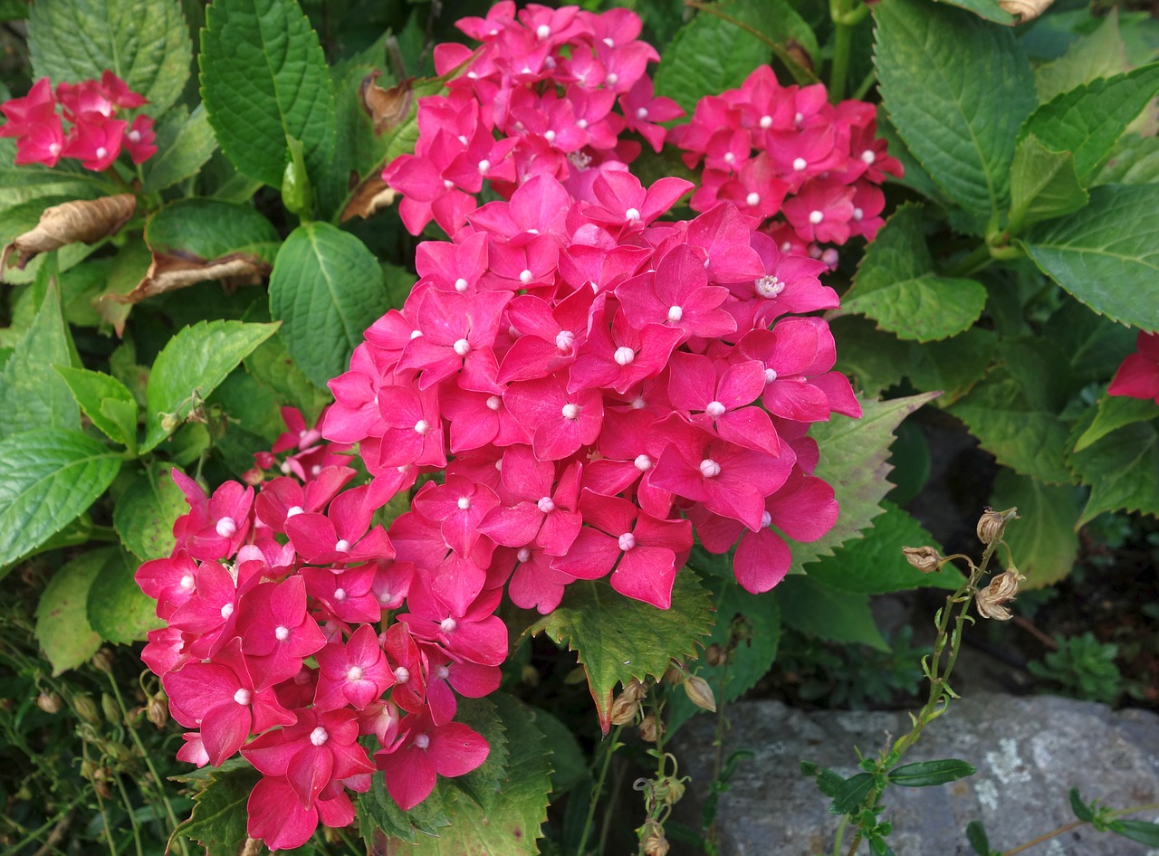 hydrangea  garden  flower free photo