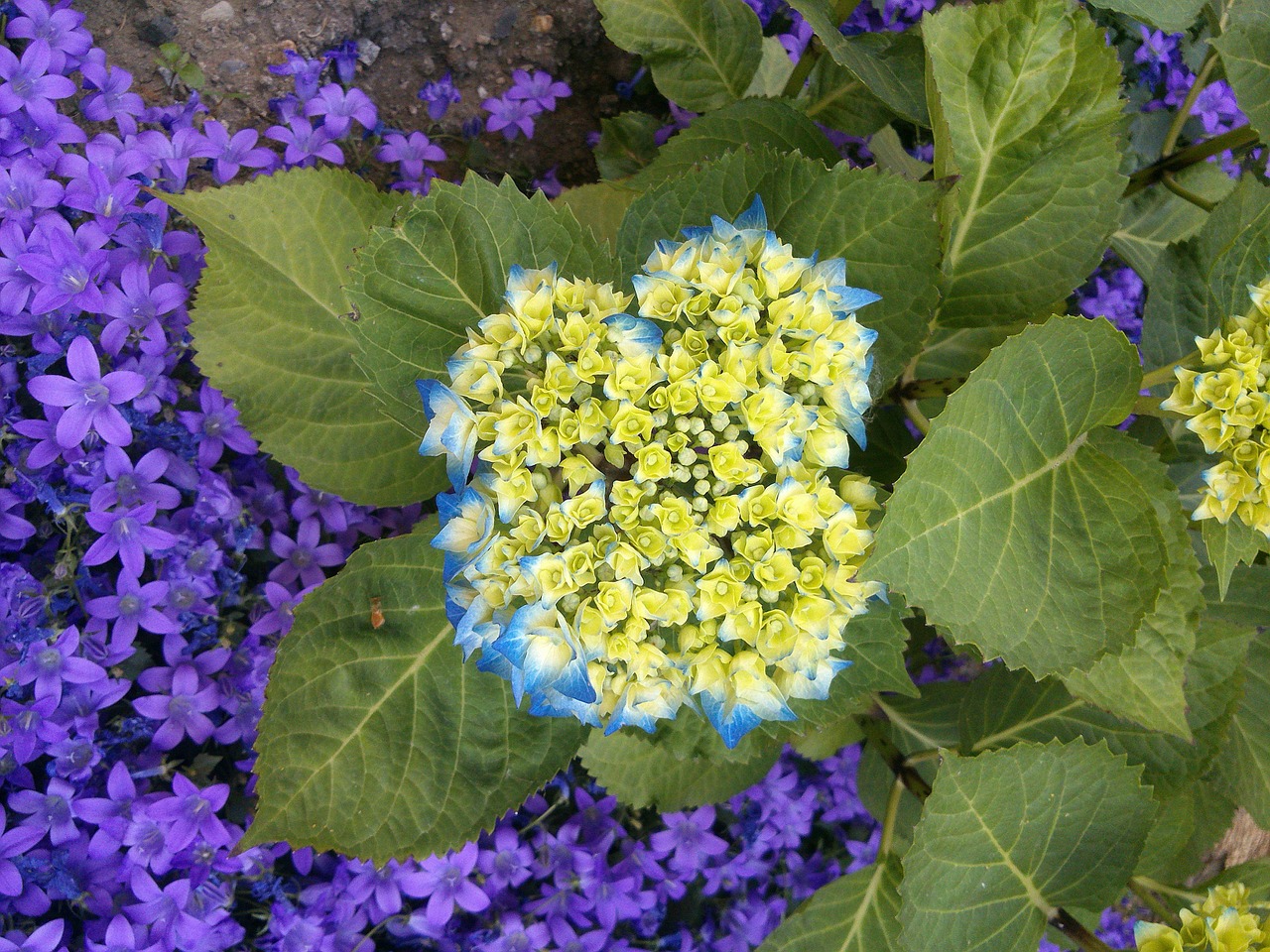 hydrangea blue blossom free photo
