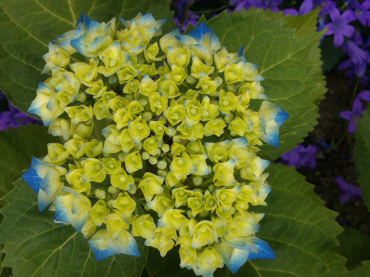 hydrangea blue flowers free photo