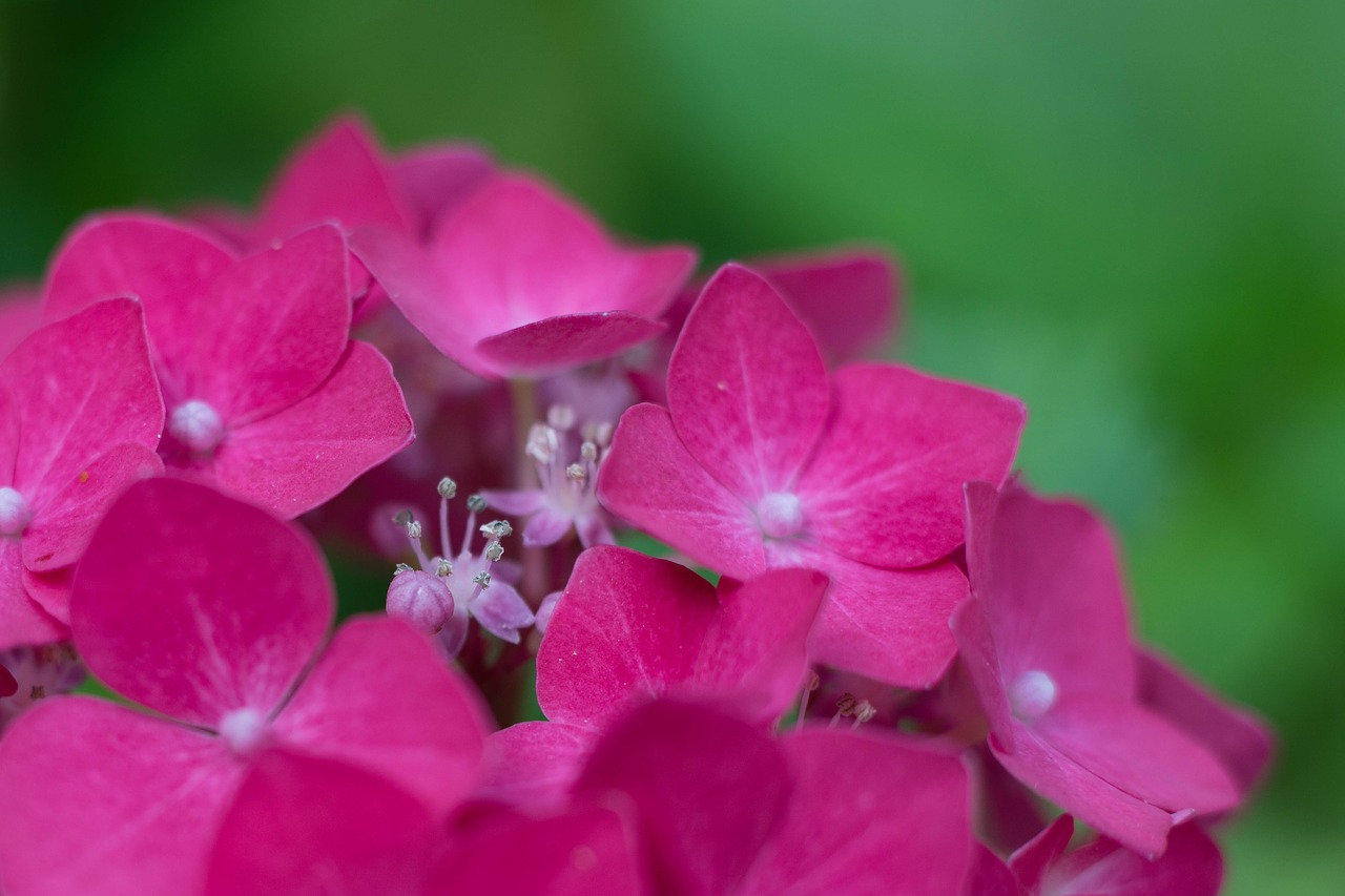 hydrangea  pink  macro free photo