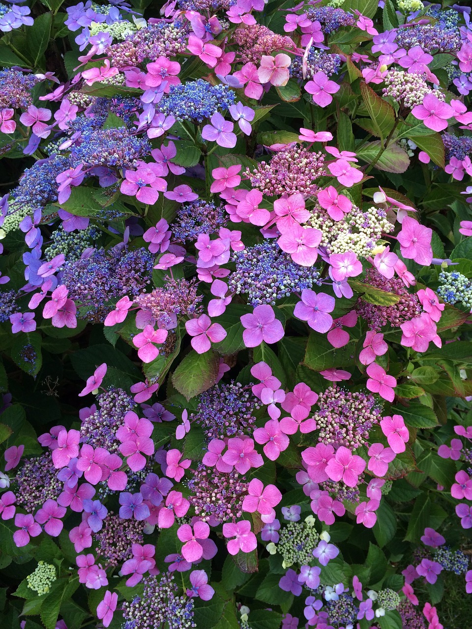 hydrangea  flower  blossom free photo