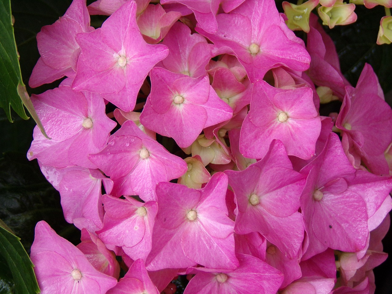 hydrangea  flower  nature free photo