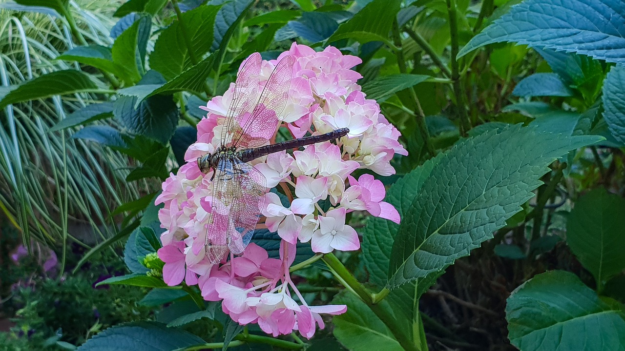 hydrangea  pink  dragonfly free photo