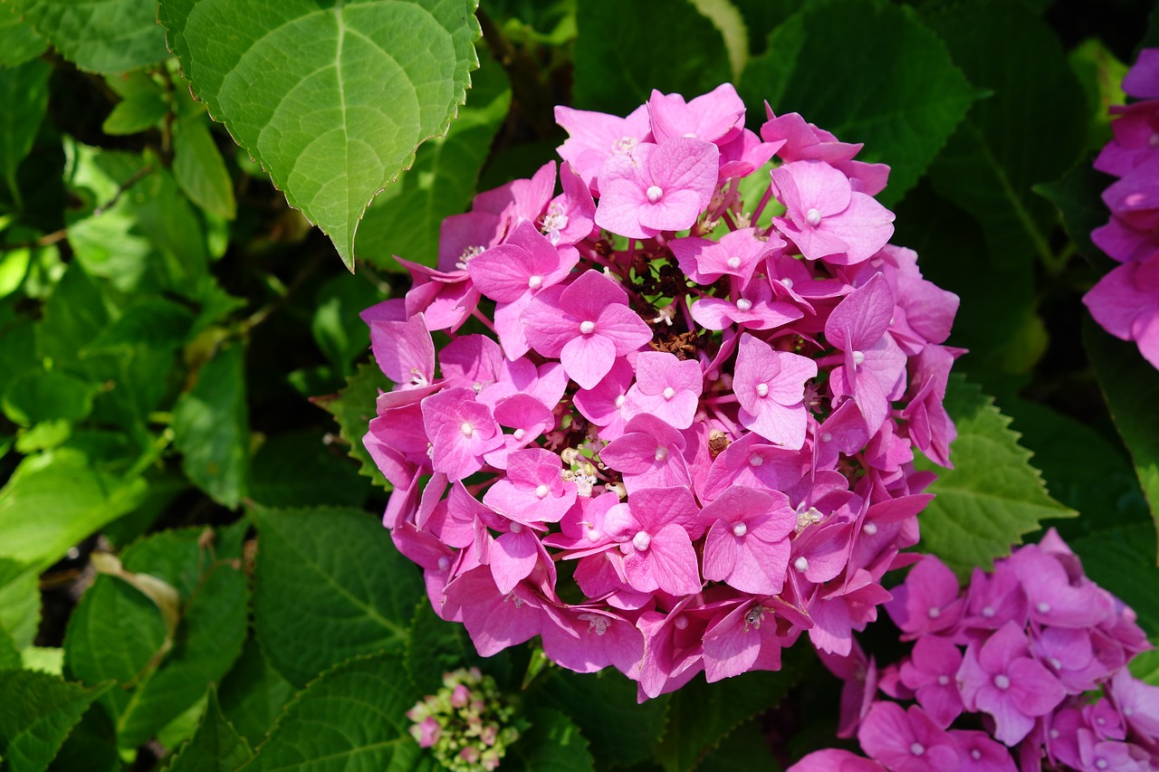 hydrangea  flower  blossom free photo