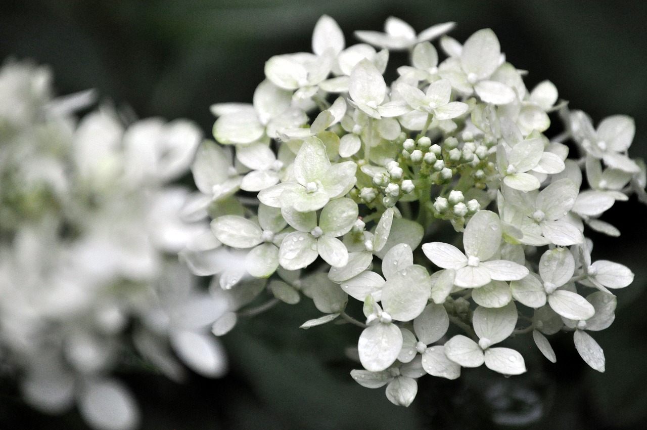 hydrangea  wedding  flower free photo