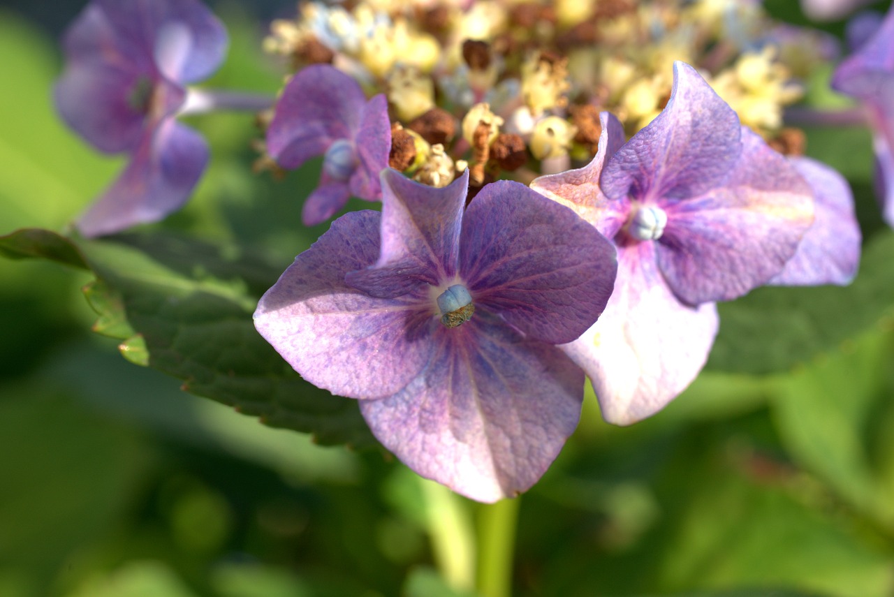 hydrangea  garden  nature free photo