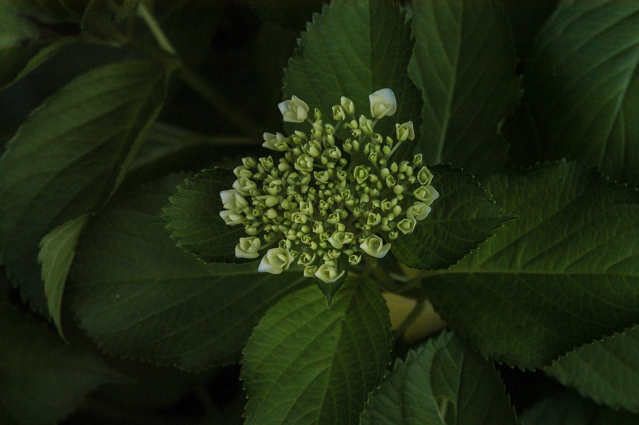 hydrangea  flowers  bud free photo