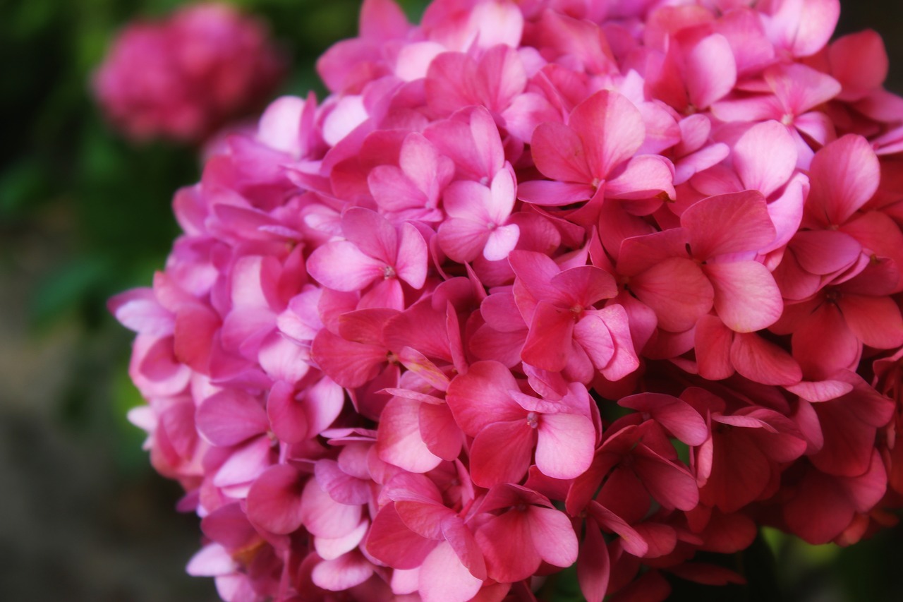 hydrangea  flower  plant free photo