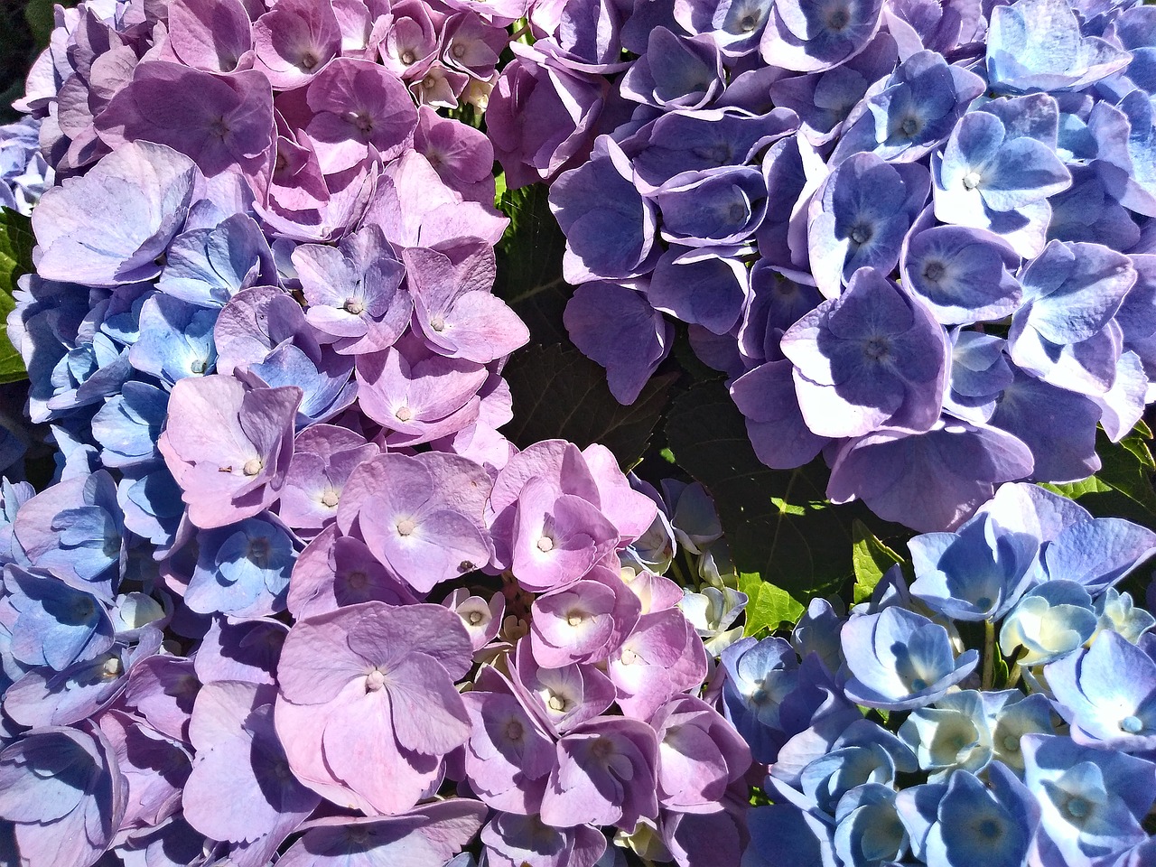 hydrangea  flower  blossom free photo