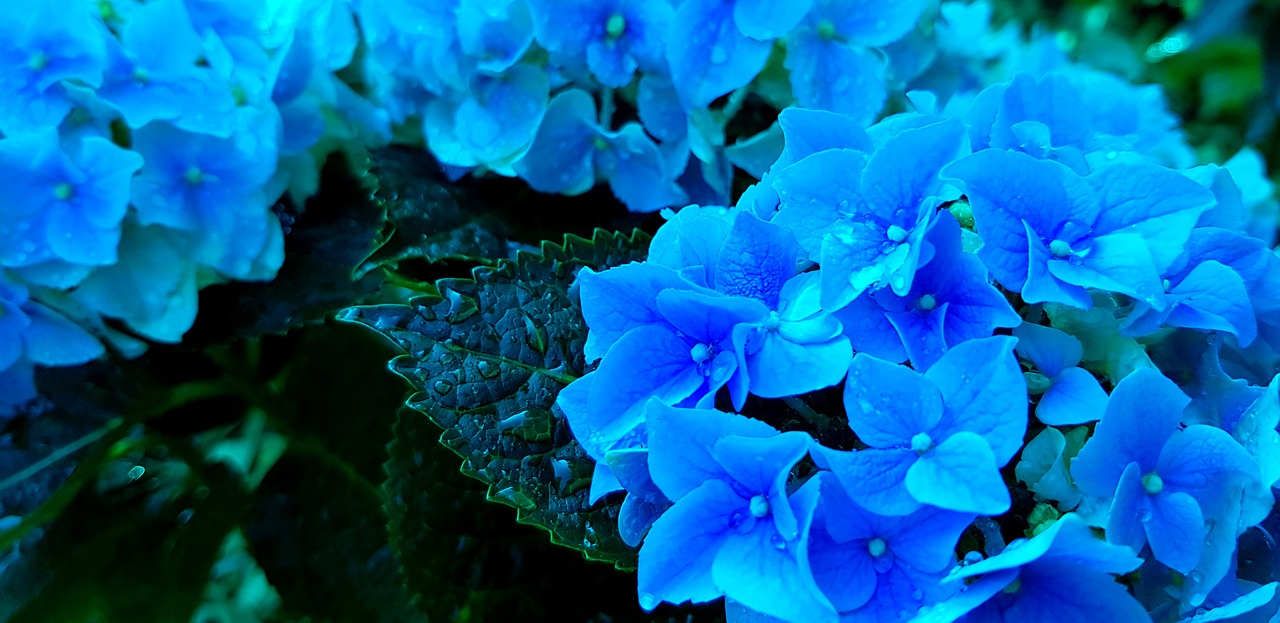 hydrangea  blue  flowers free photo