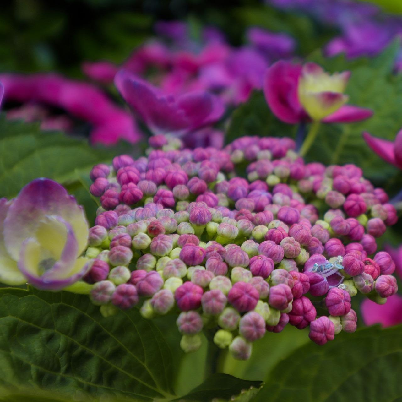 hydrangea  flower  blossom free photo