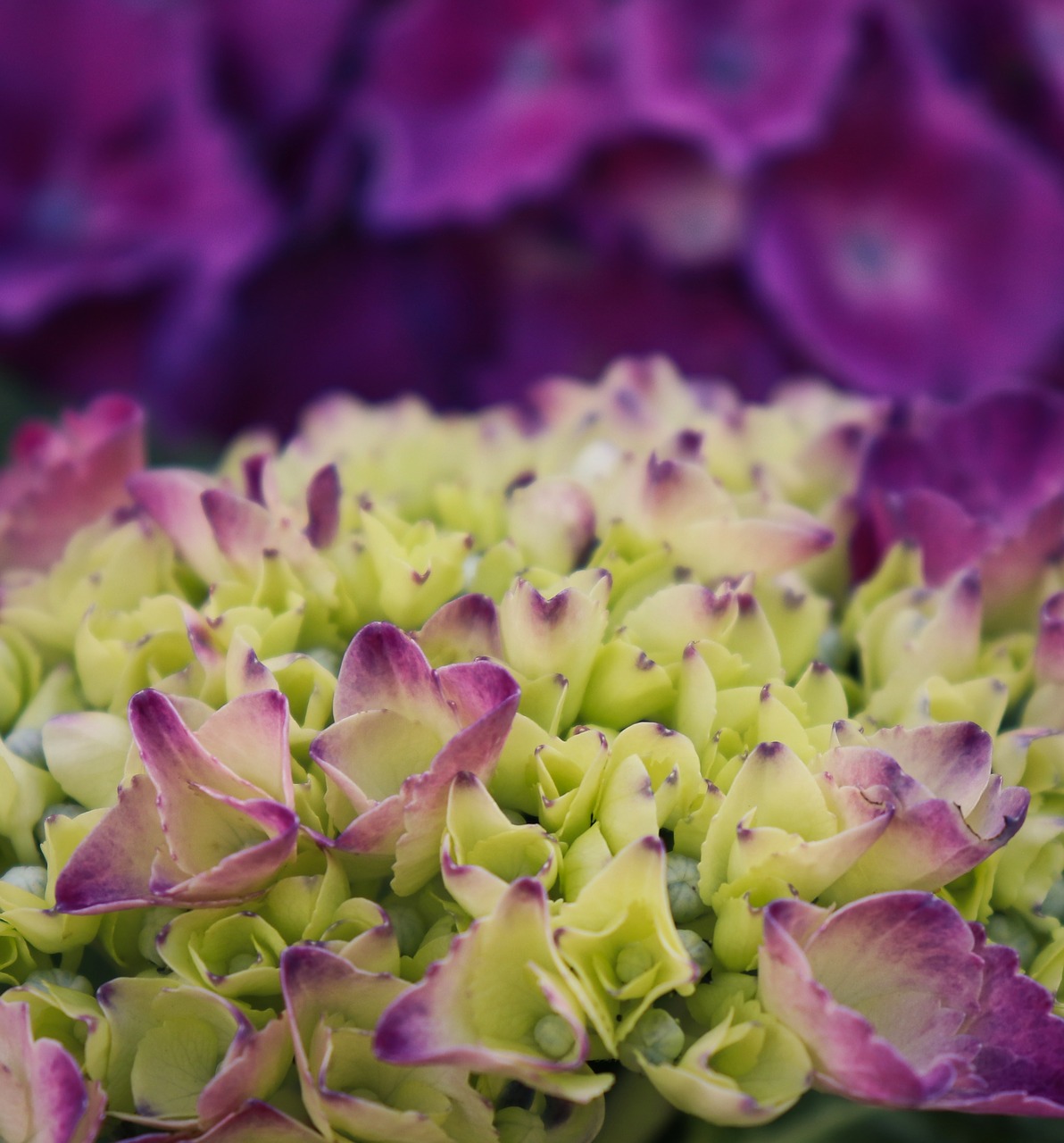 hydrangea  blossom  bloom free photo