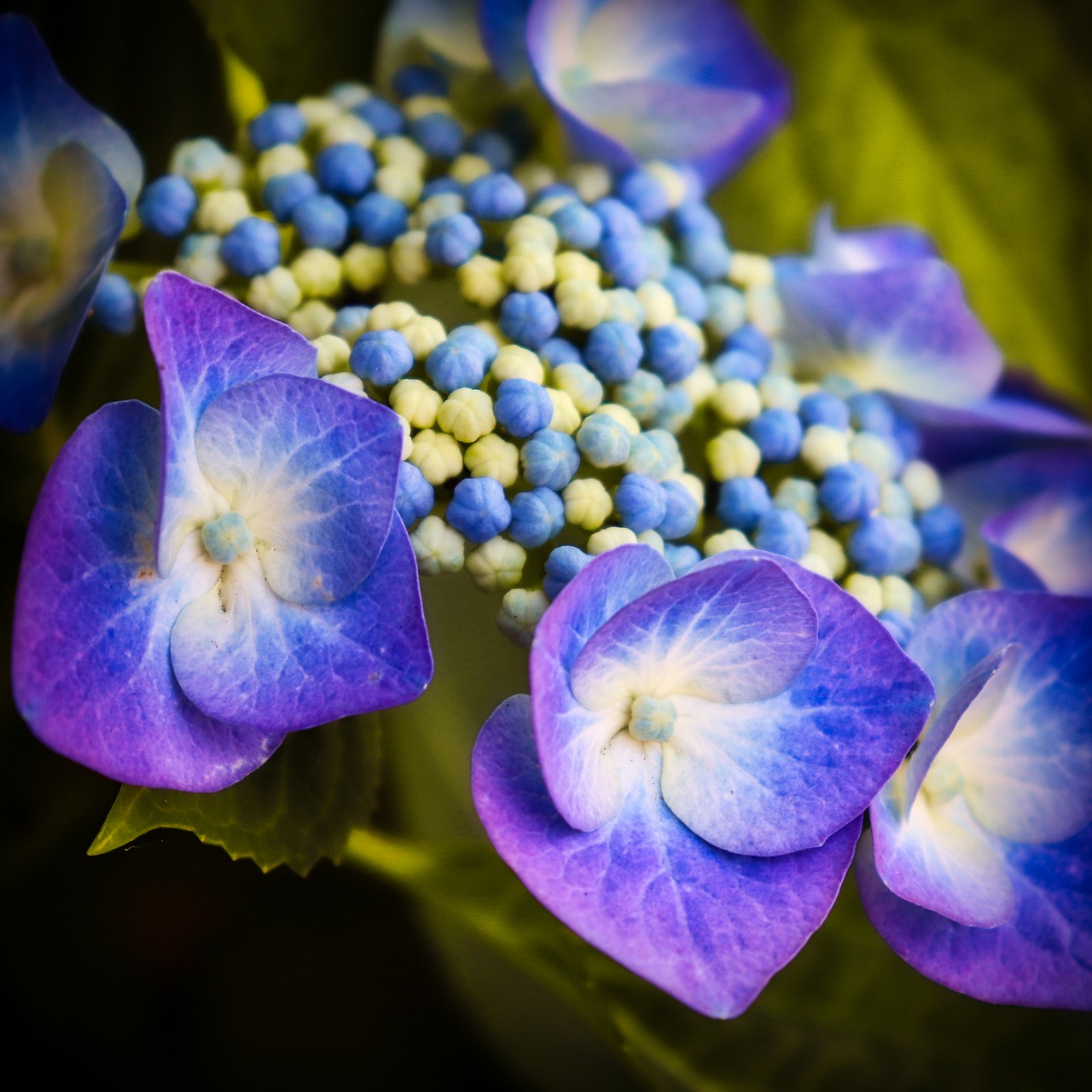 hydrangea  blue  blossom free photo