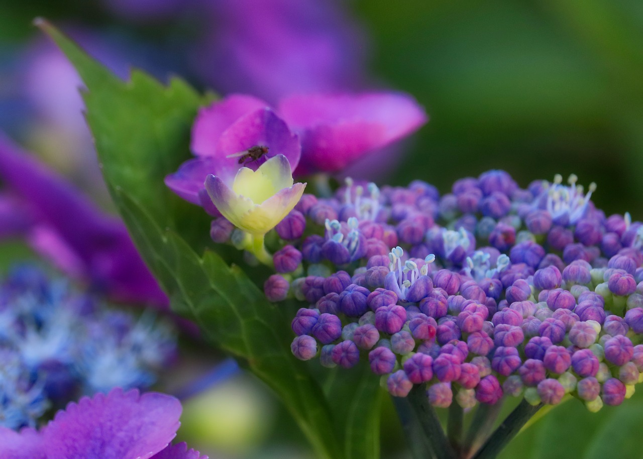 hydrangea  blossom  bloom free photo