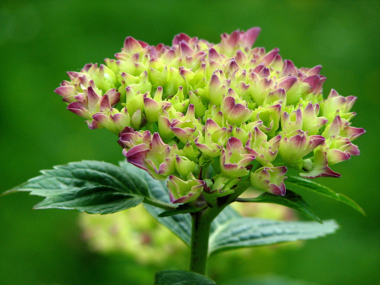 hydrangea bloom grow free photo