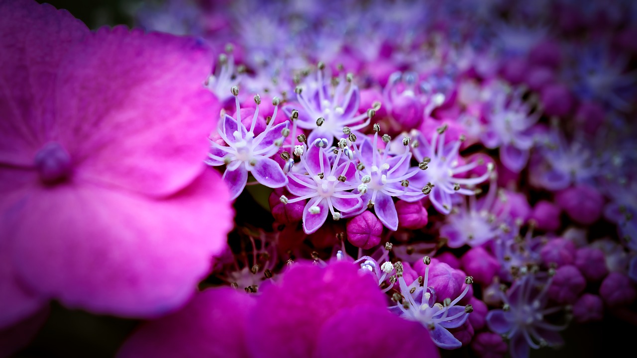 hydrangea  bright  flower free photo