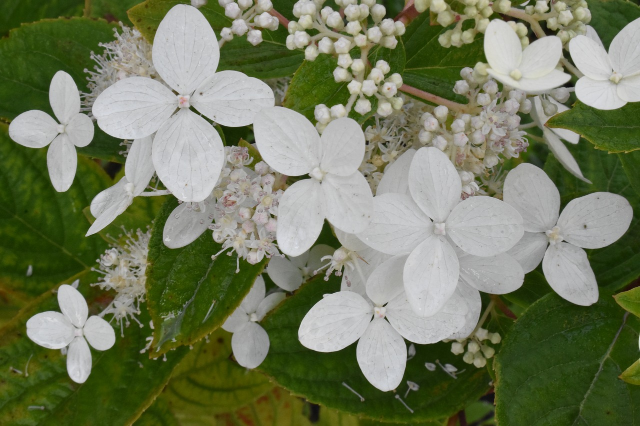 hydrangea  white  flower free photo