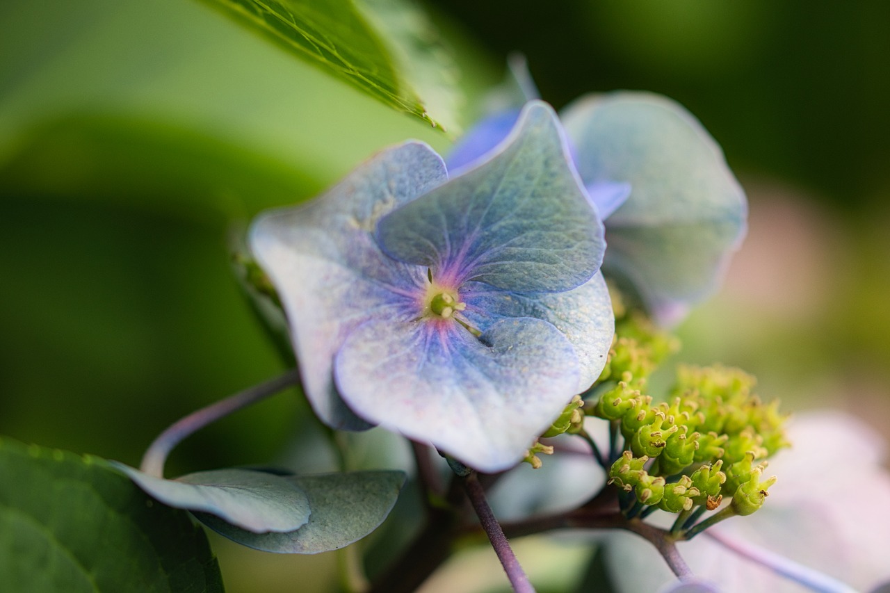 hydrangea  blossom  bloom free photo