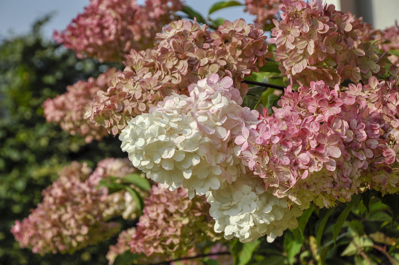 hydrangea  hydrangea bukietowa  bukietowa free photo