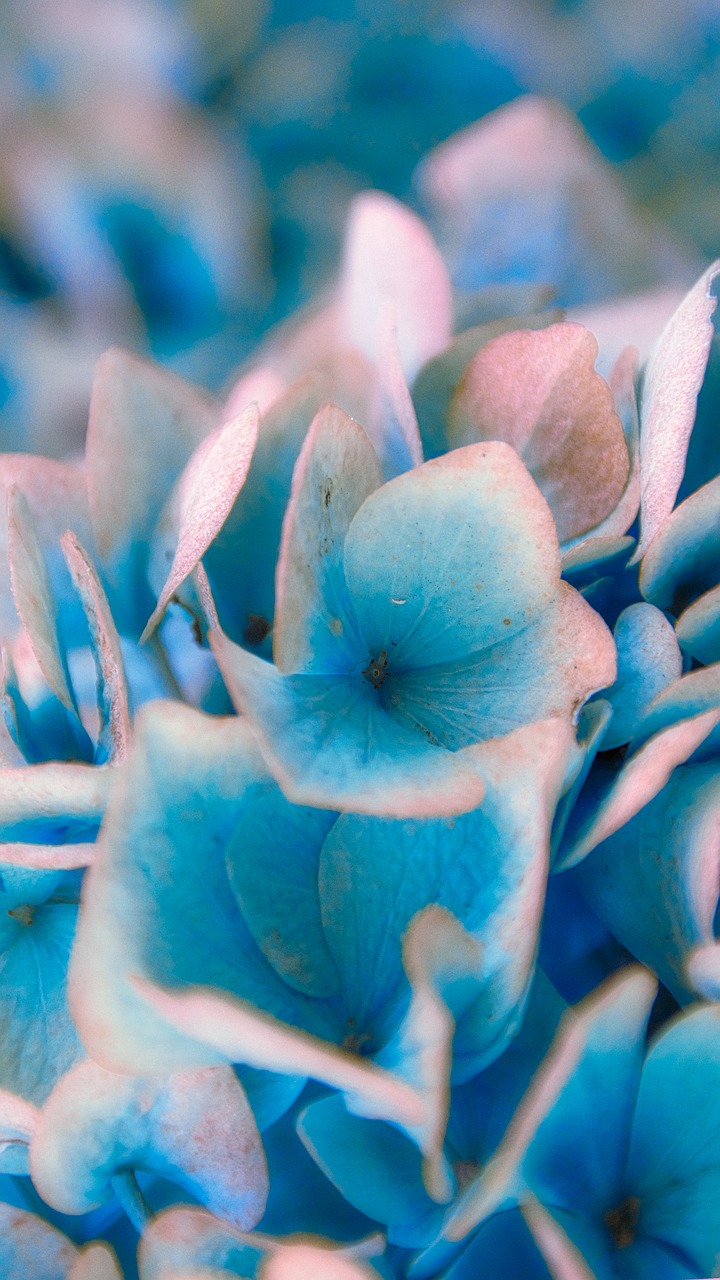 hydrangea  blossom  bloom free photo