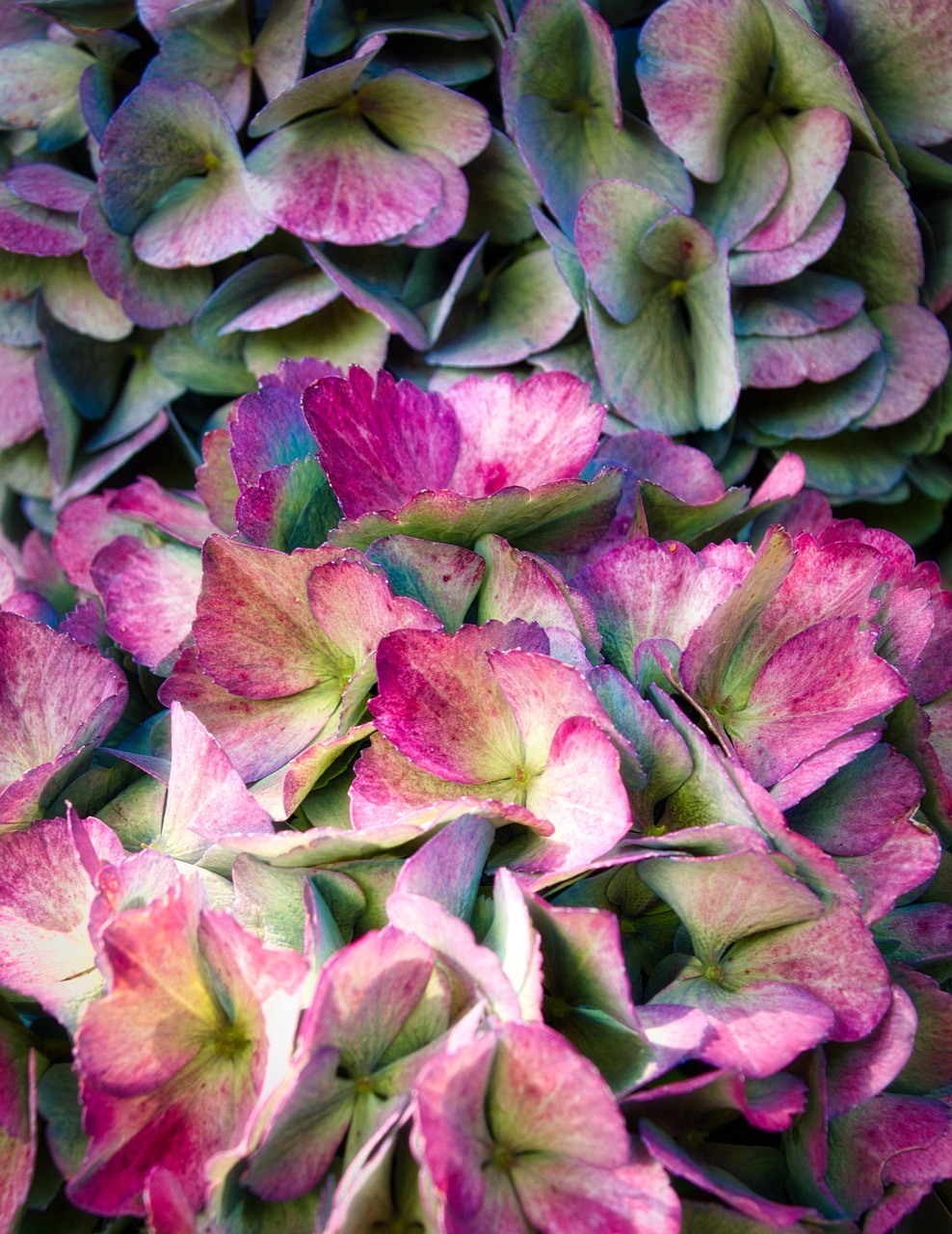 hydrangea  flowers  bright free photo