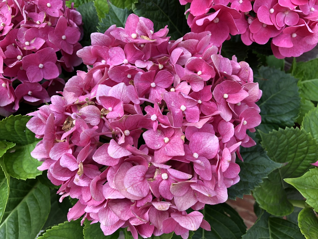 hydrangea  plant  flower free photo