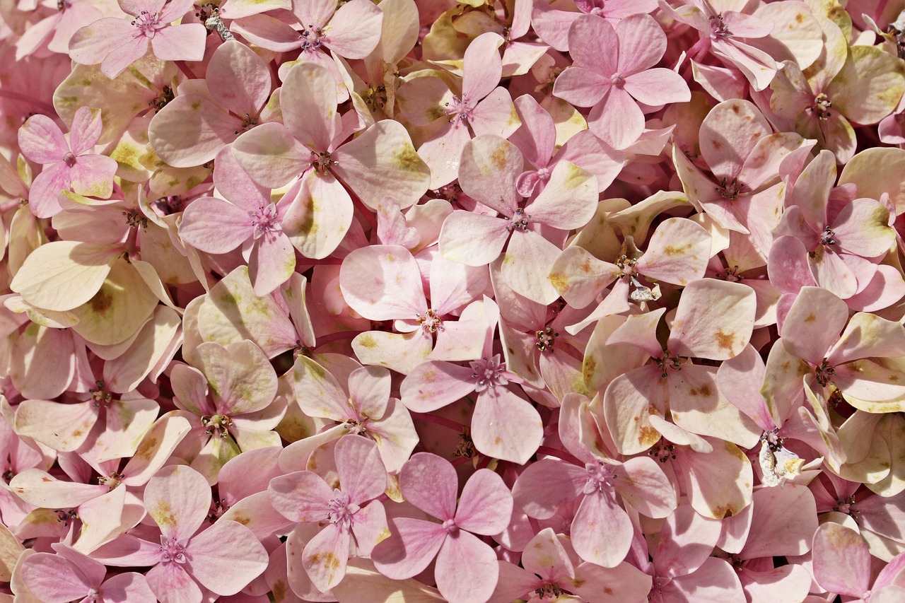 hydrangea  flowers  flower free photo