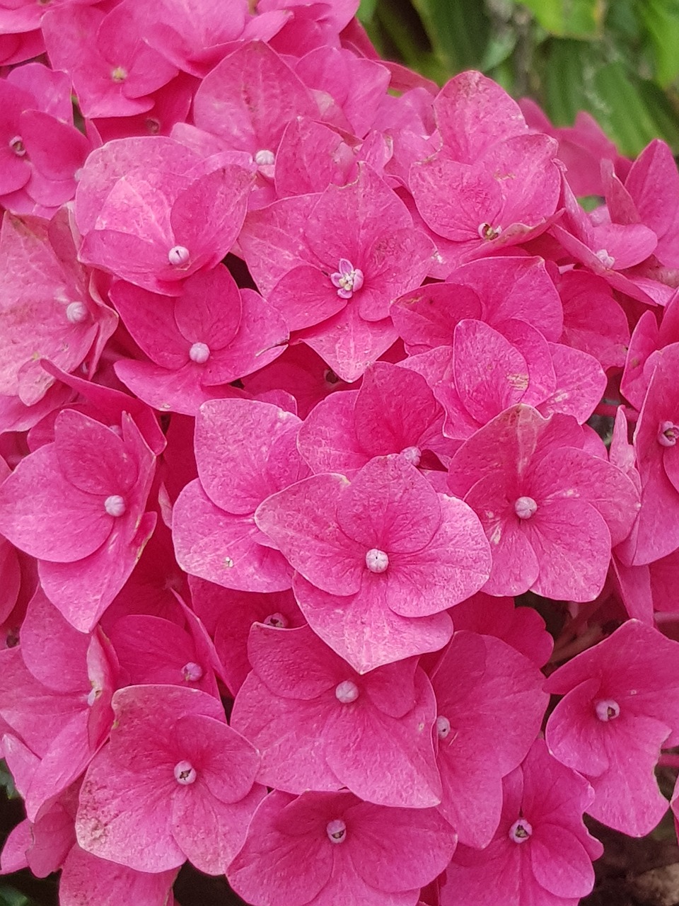 hydrangea  pink  garden plant free photo