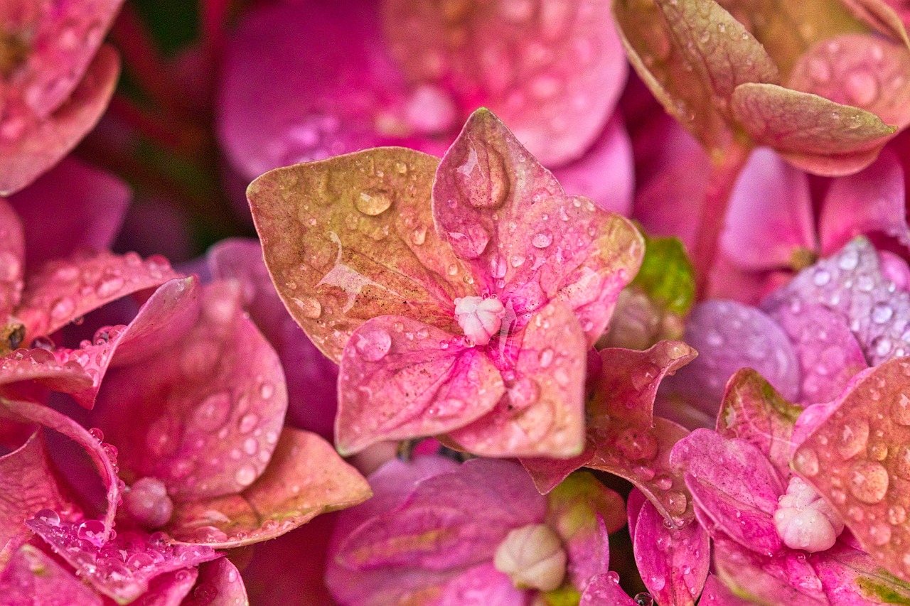 hydrangea  flowers  close up free photo