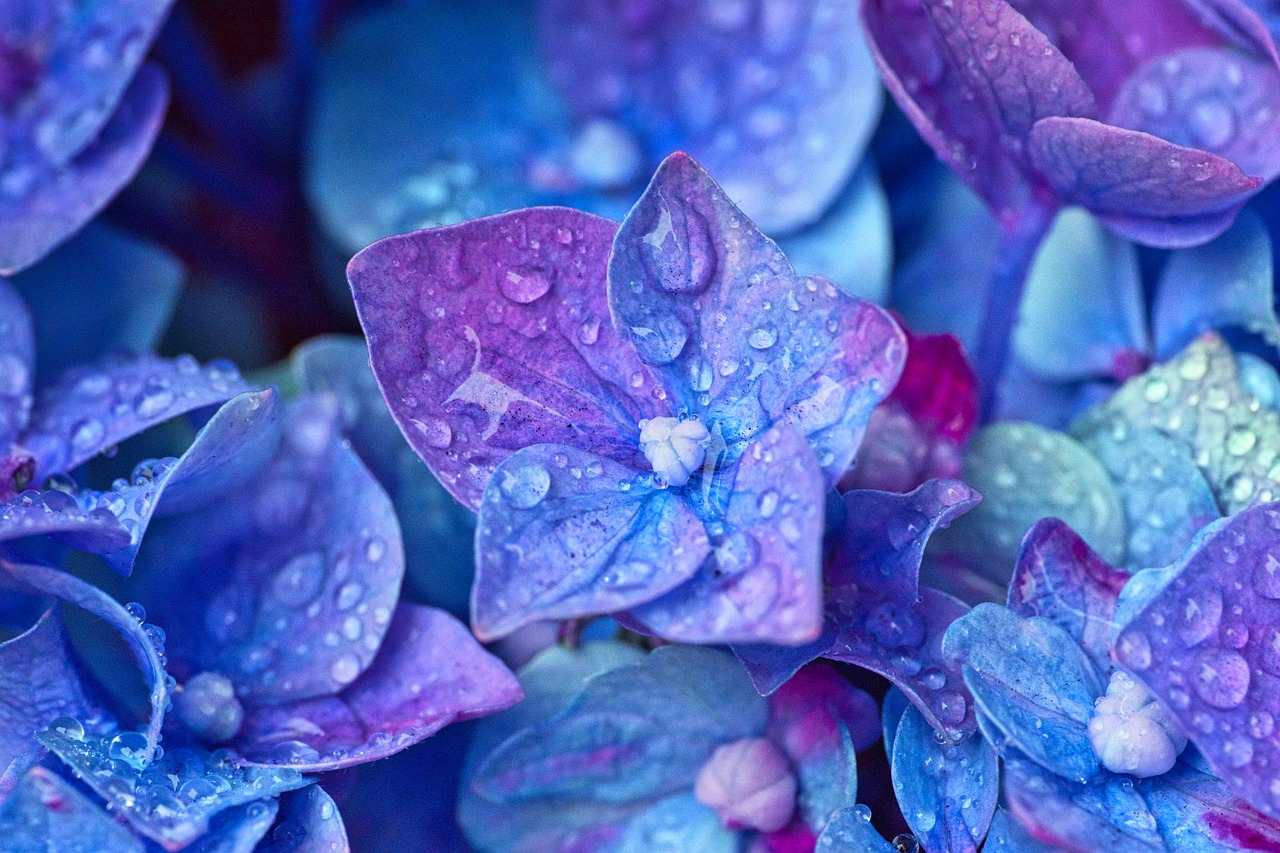 hydrangea  flowers  close up free photo