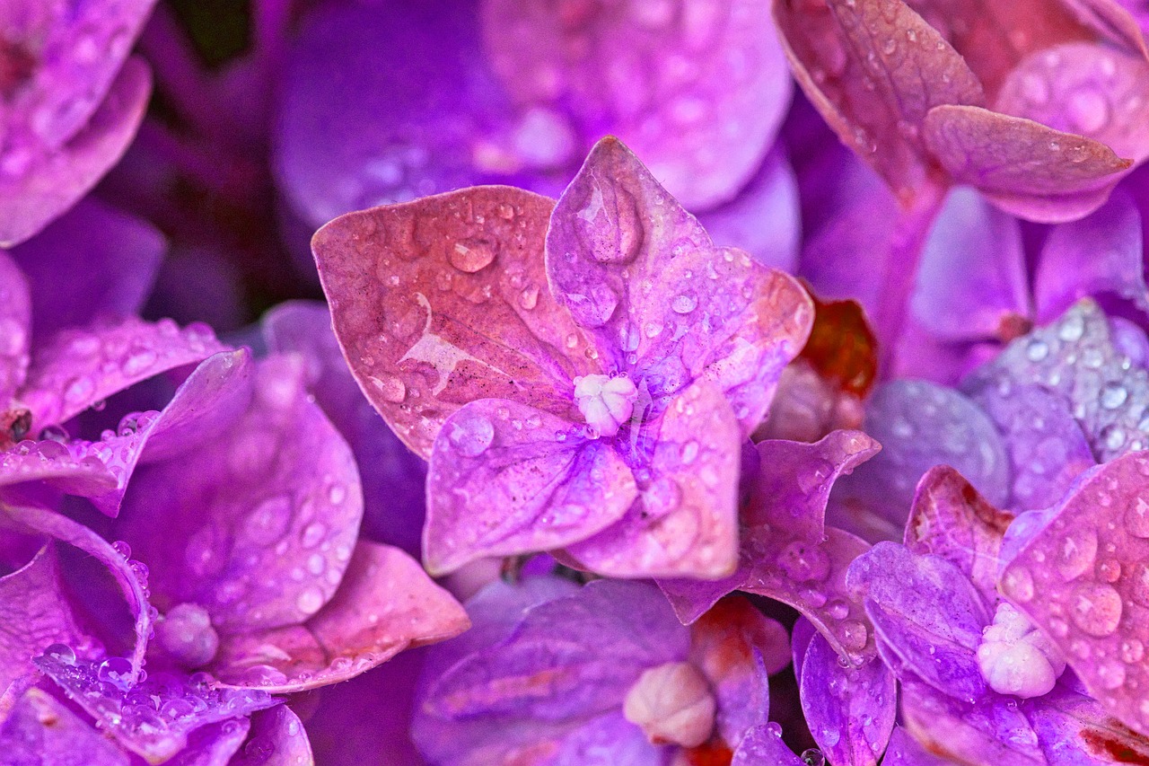 hydrangea  flowers  close up free photo