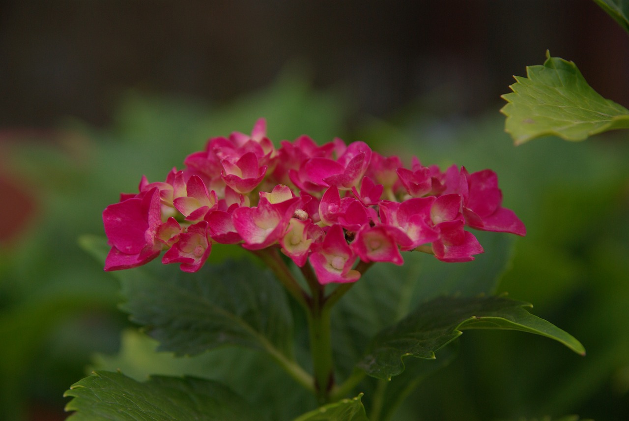 hydrangea  church flower  beautiful free photo