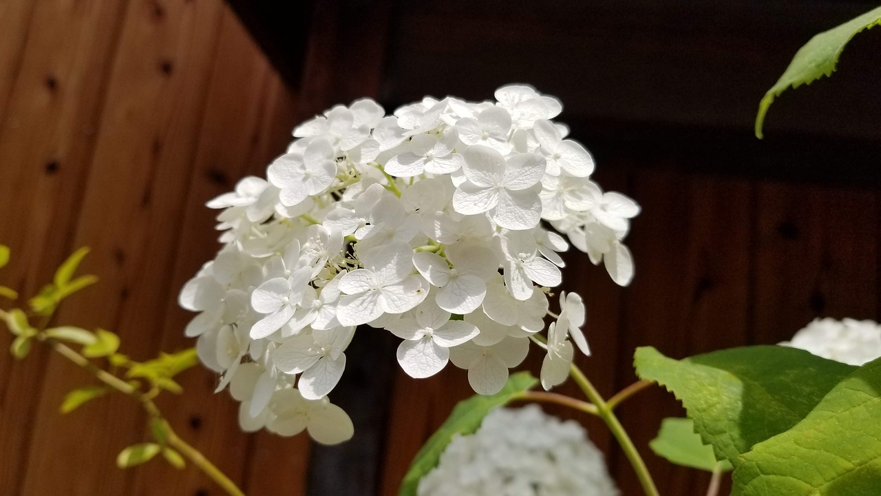 hydrangea  summer  white free photo